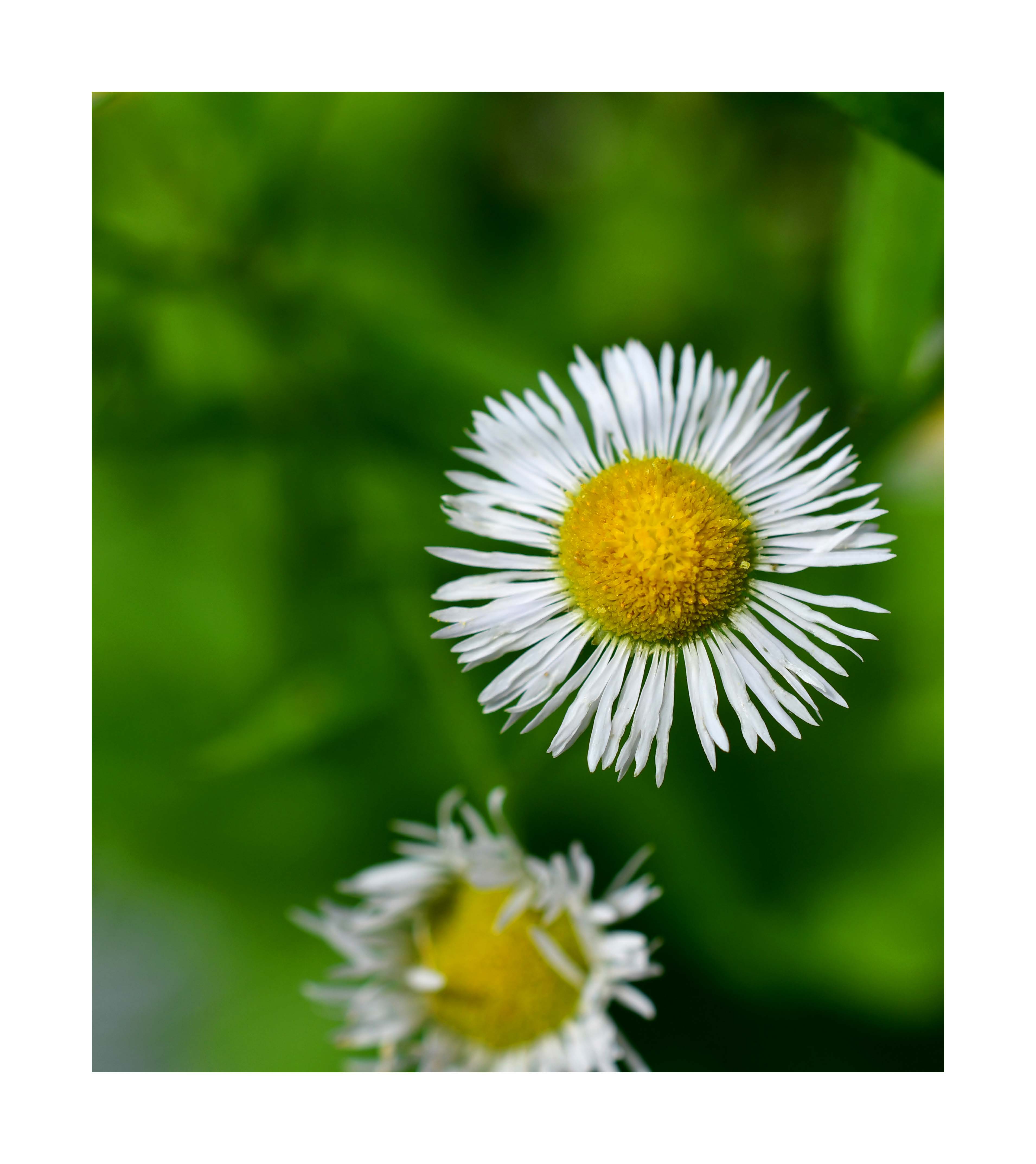 flower2